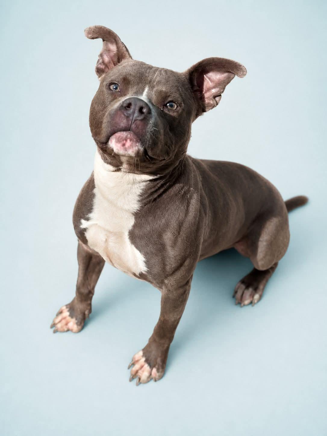 Monty, a ADOPTABLE Pit Bull Terrier in Bowie, MD image 3/6
