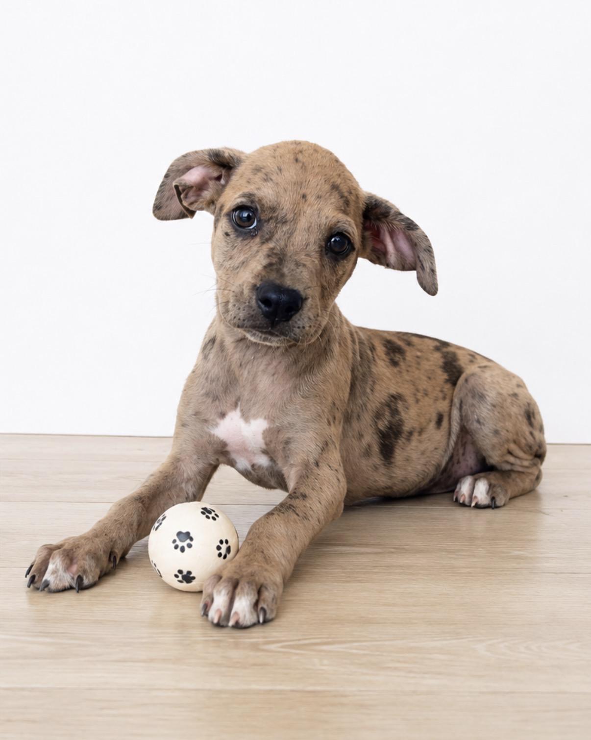 Sprinkles, ADOPTABLE, Puppy Male Labrador Retriever.