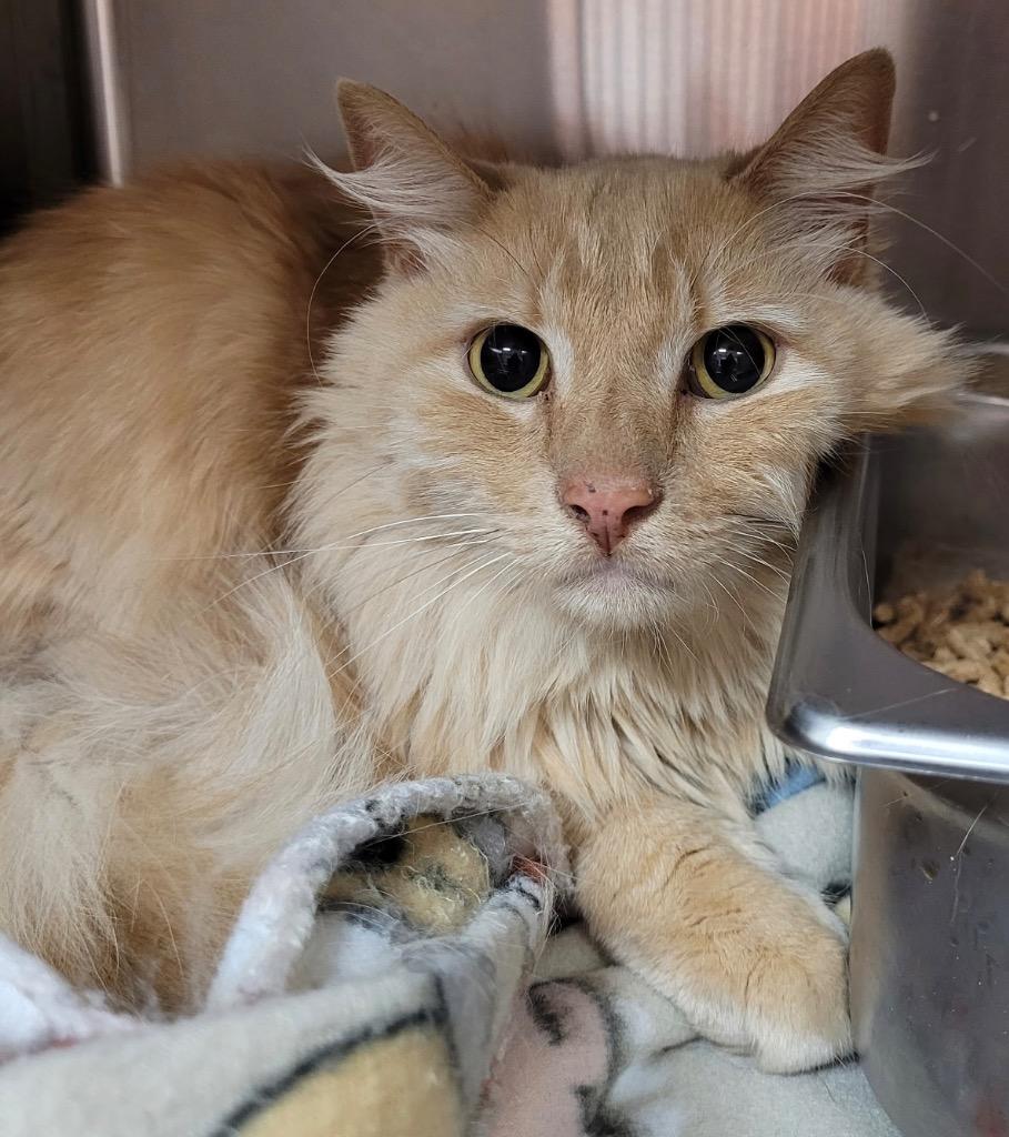 Binx, Adopted, Adult Male Domestic Long Hair.