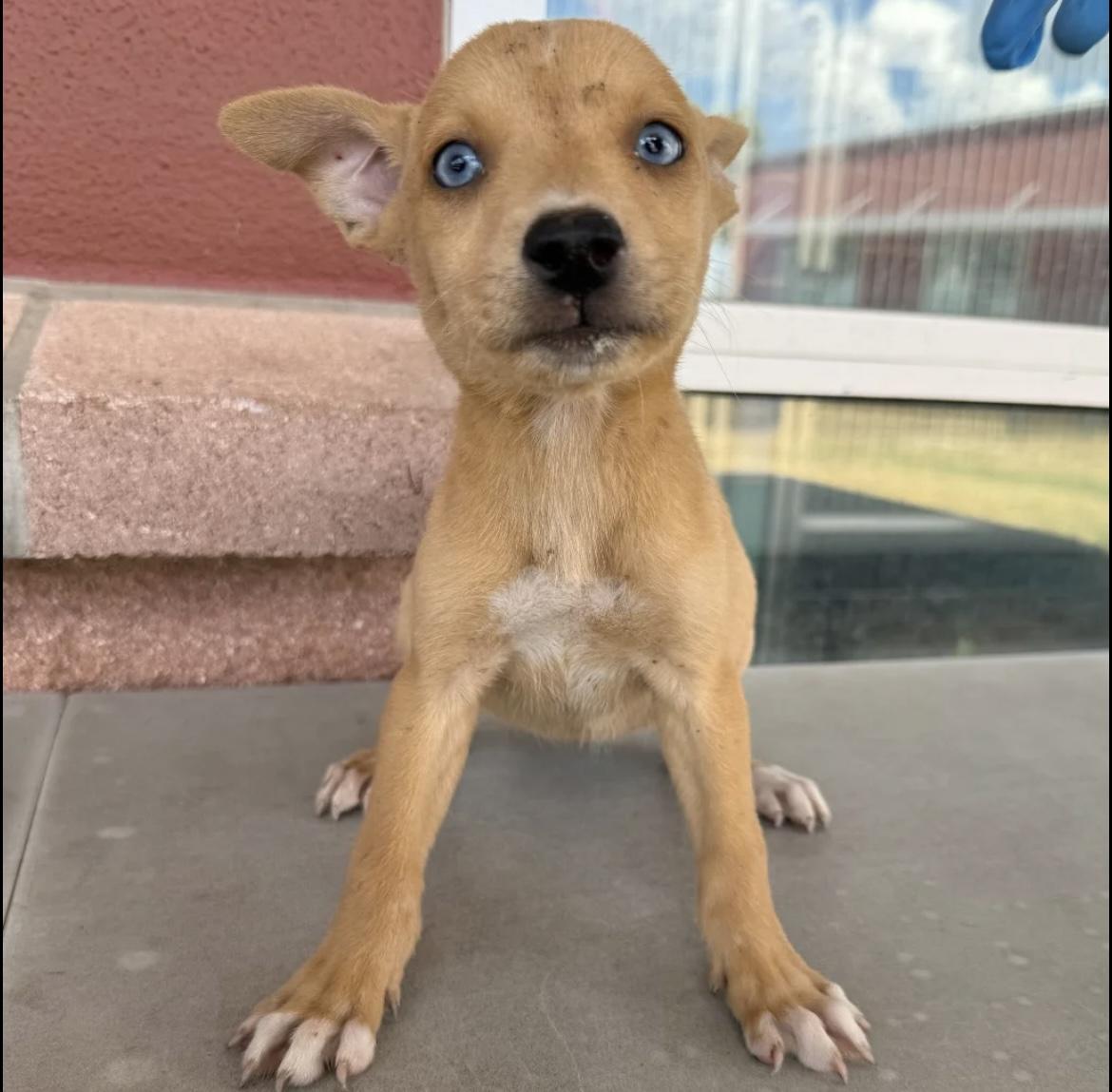 Zena, adoptable, Puppy Female Australian Shepherd.