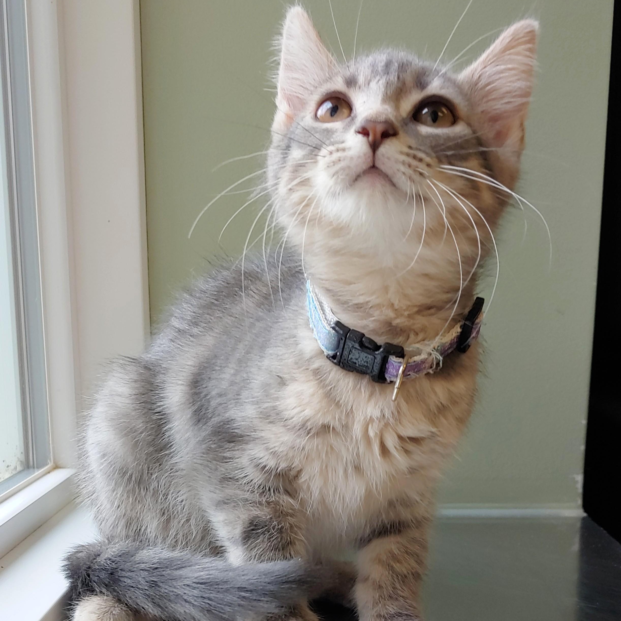 Francine