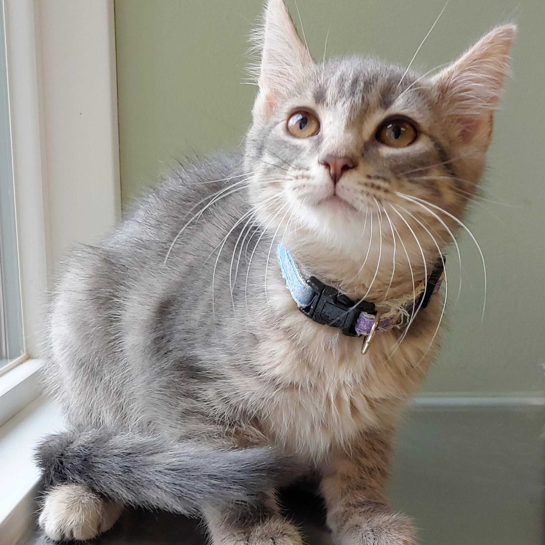 Francine