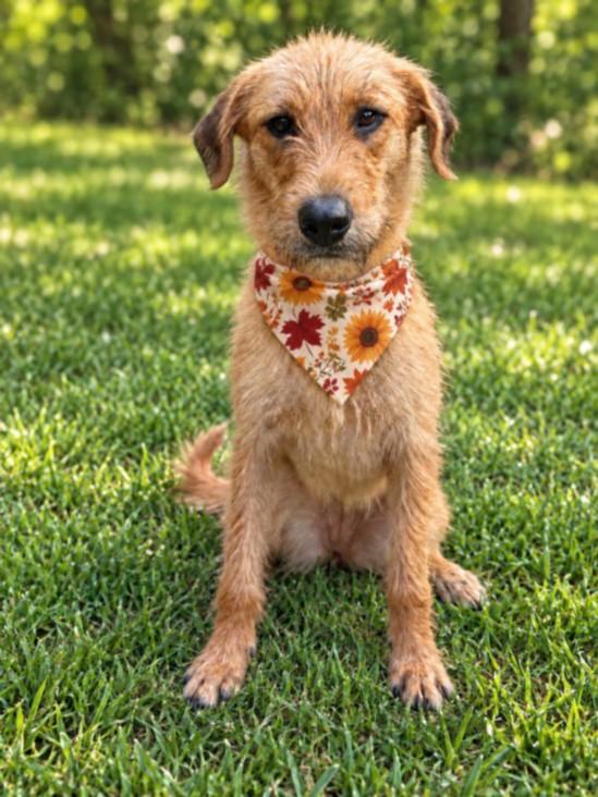 WOOFSTOCK, Adoptable, Young Female Goldendoodle.