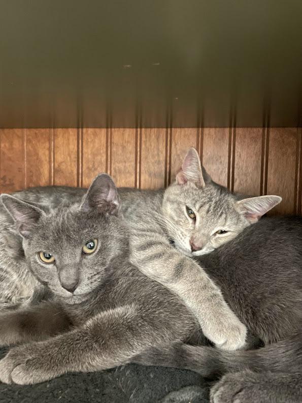 Enlarge Casper, a Adoptable Domestic Short Hair in Lake Grove, NY image 1/2