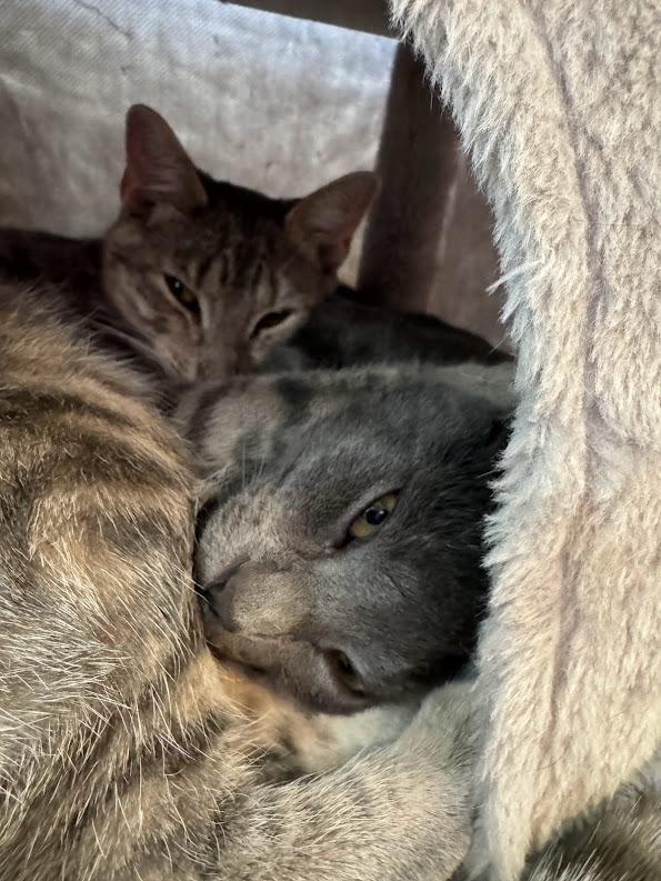 Enlarge Casper, a Adoptable Domestic Short Hair in Lake Grove, NY image 2/2