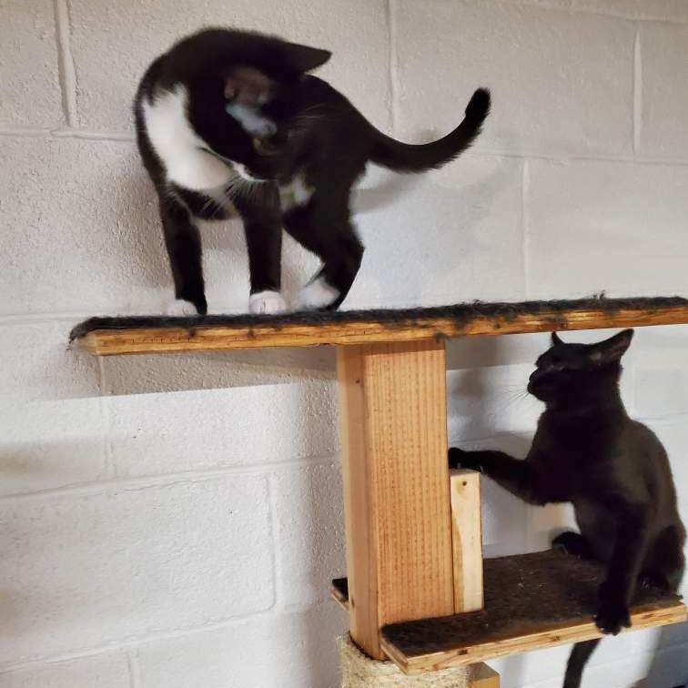 Enlarge Ebony (sisters= Socks & Mittens), a Adoptable Domestic Short Hair in Cortland, NY image 2/3