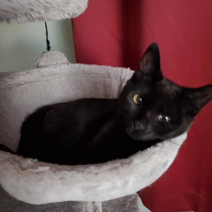 Ebony (sisters= Socks & Mittens), Adoptable, Kitten Female Domestic Short Hair.