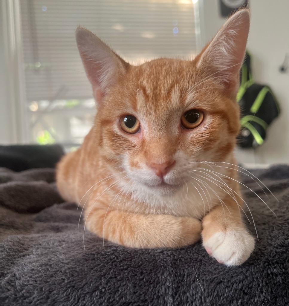 Marshall, Adoptable, Kitten Male Domestic Short Hair.