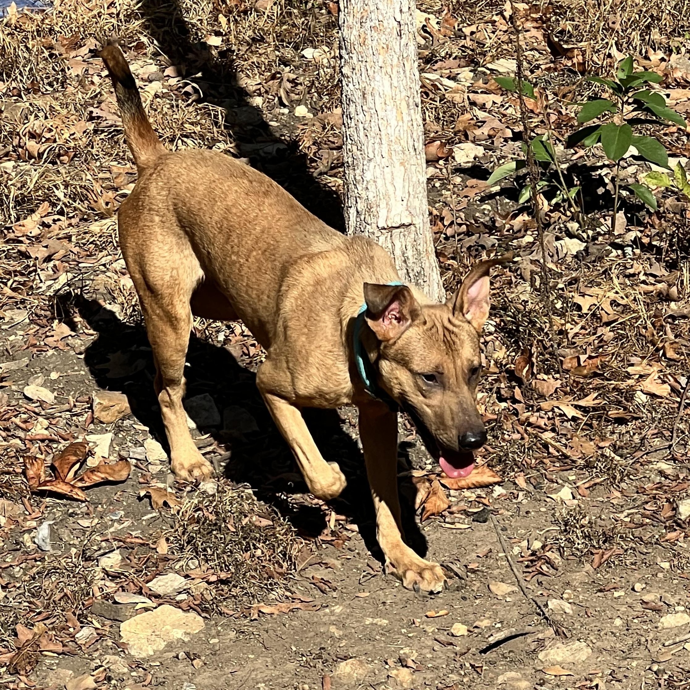 Enlarge Humphrey, a Adoptable Hound in Hollister, MO image 2/6