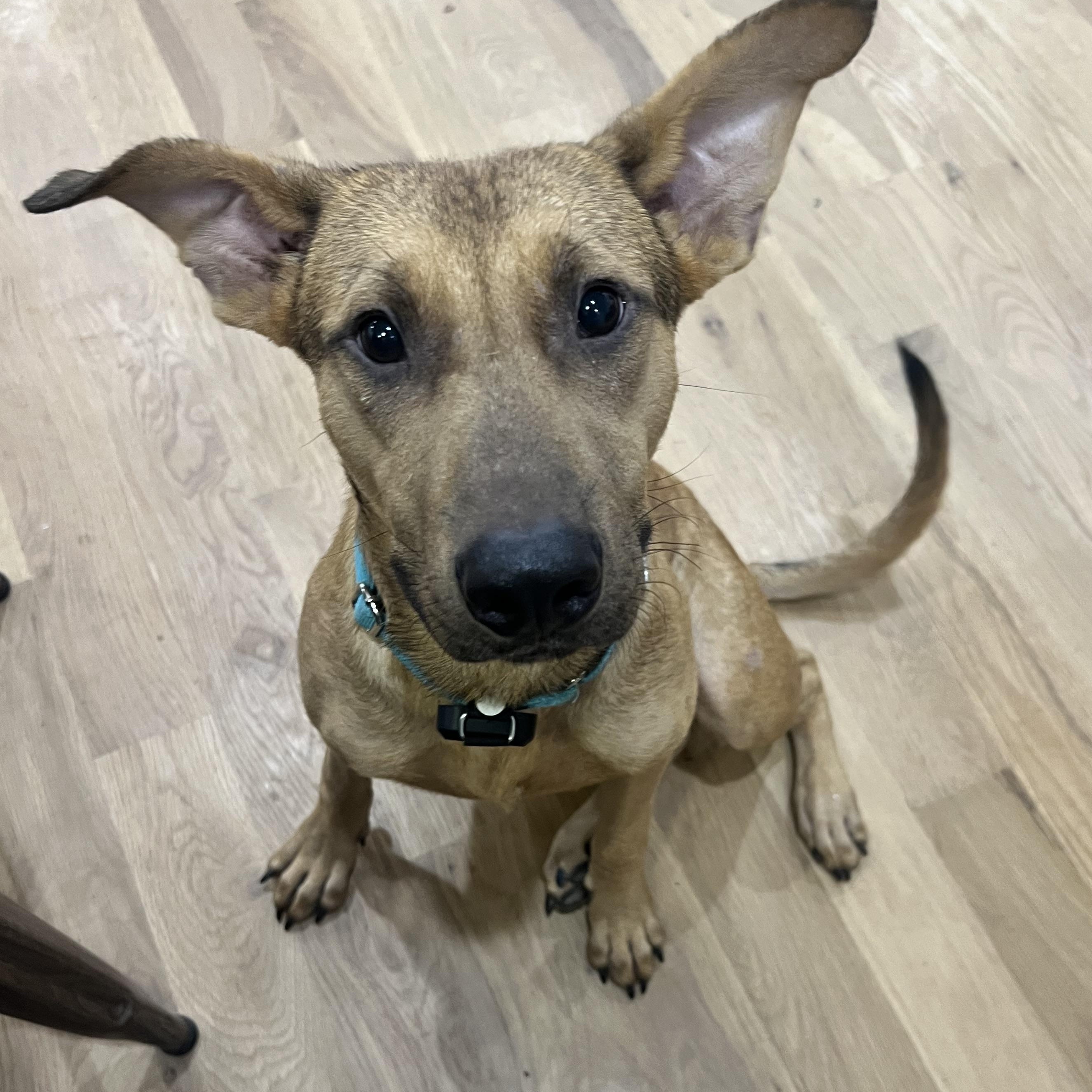 Humphrey, Adoptable, Young Male Hound.