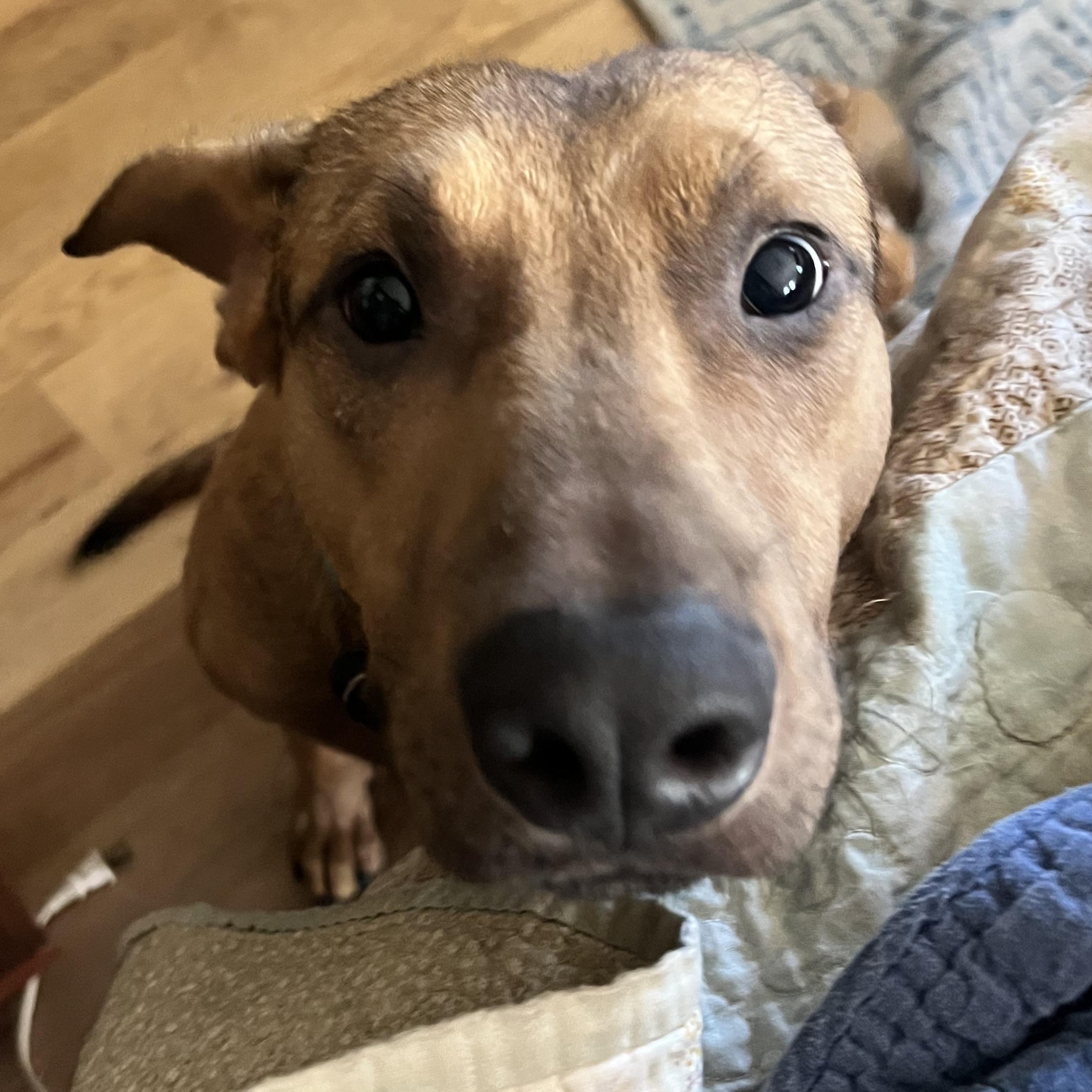 Enlarge Humphrey, a Adoptable Hound in Hollister, MO image 4/6