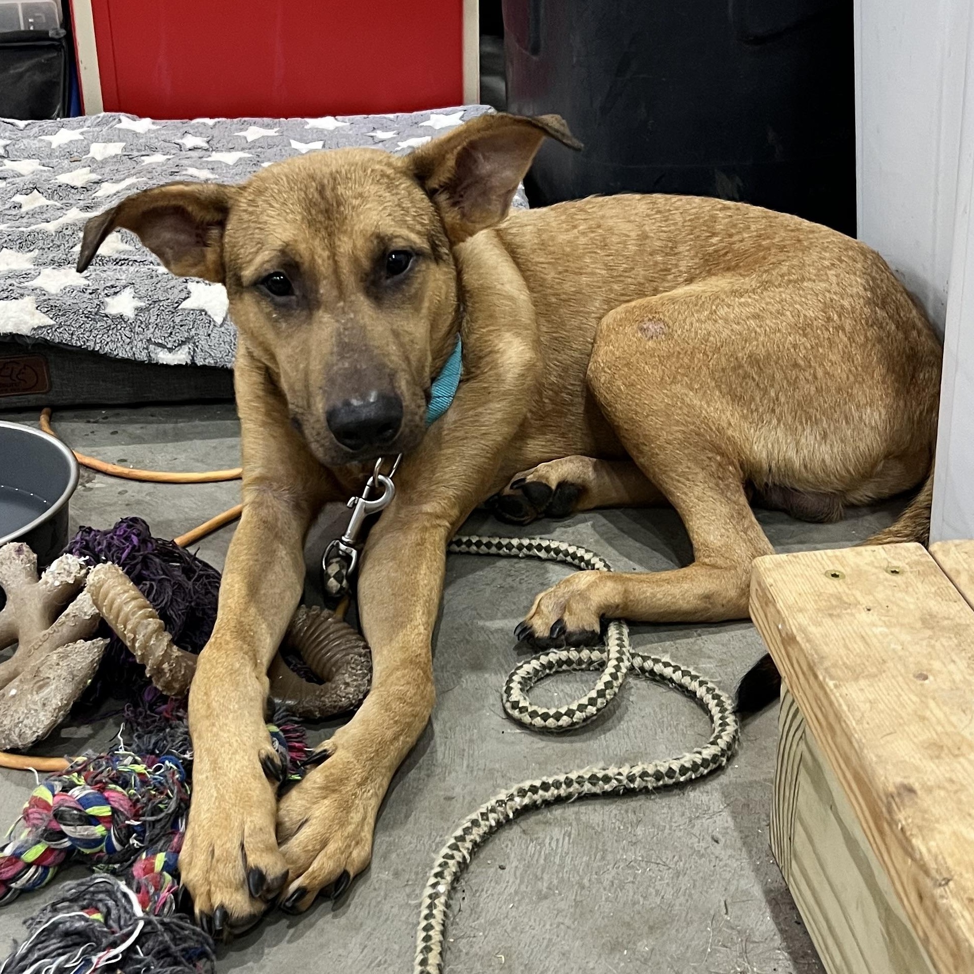 Enlarge Humphrey, a Adoptable Hound in Hollister, MO image 5/6