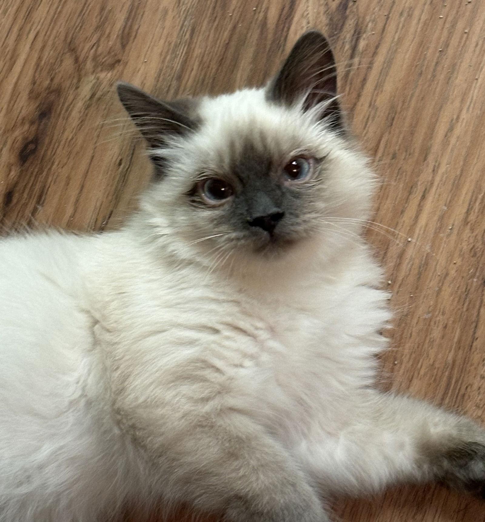 Tao, Adopted, Young Male Siamese.