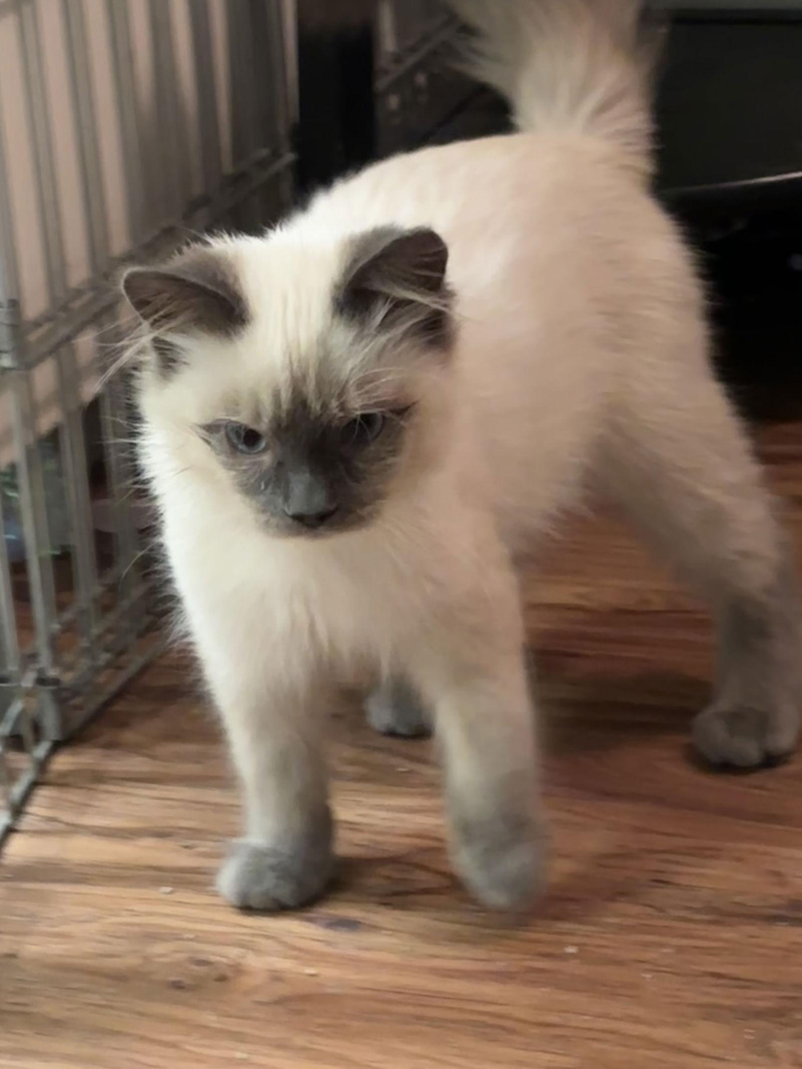 Enlarge Tao, a Adopted Siamese in San Jose, CA image 2/3