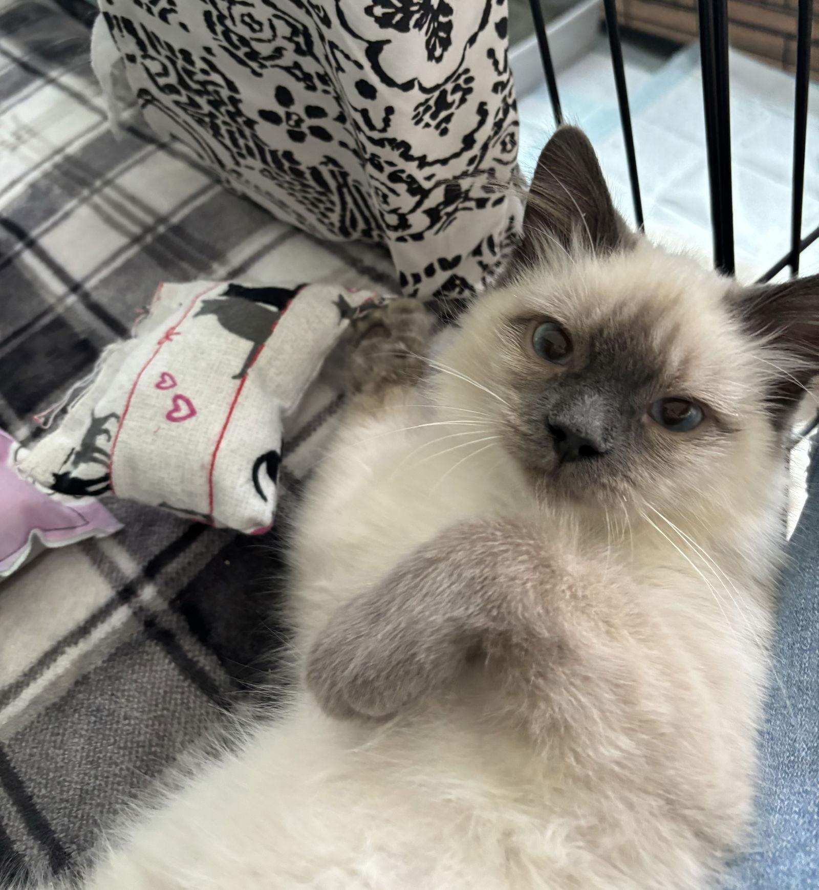 Enlarge Tao, a Adopted Siamese in San Jose, CA image 3/3