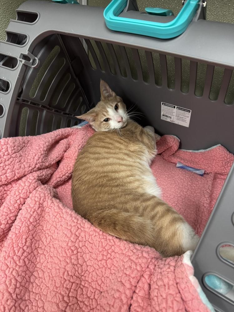 Valor, Adoptable, Adult Male Domestic Short Hair.
