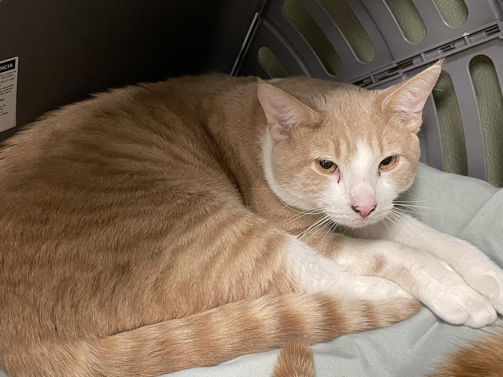 Enlarge Valor, a Adoptable mixed breed in Milltown, NJ image 3/3