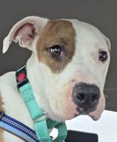 Cayla, a Adoptable Pit Bull Terrier in Santa Clara, CA image 1/4