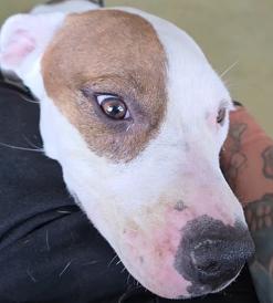 Cayla, a Adoptable Pit Bull Terrier in Santa Clara, CA image 2/4