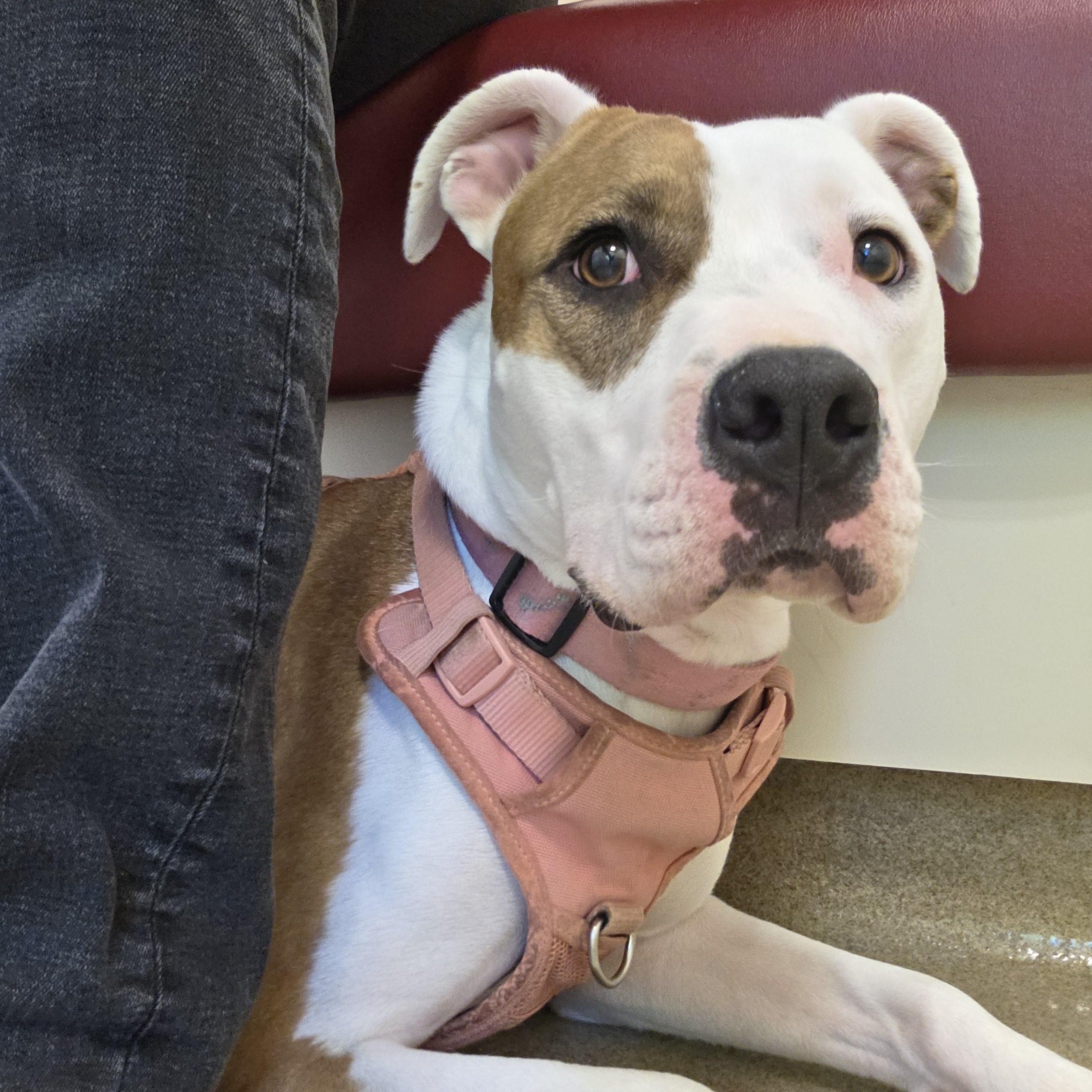 Cayla, a Adoptable Pit Bull Terrier in Santa Clara, CA image 6/6