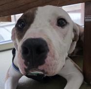 Cayla, a Adoptable Pit Bull Terrier in Santa Clara, CA image 3/4