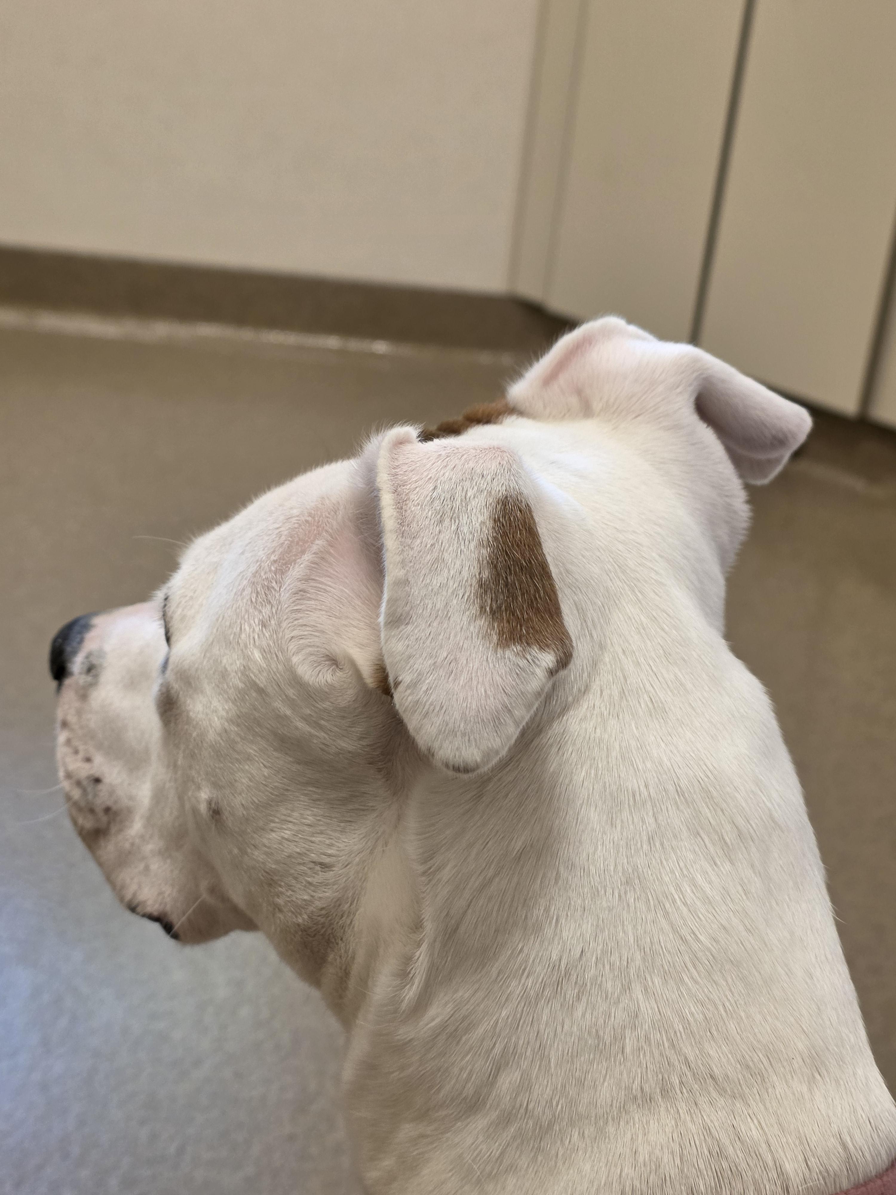 Cayla, a Adoptable Pit Bull Terrier in Santa Clara, CA image 5/6