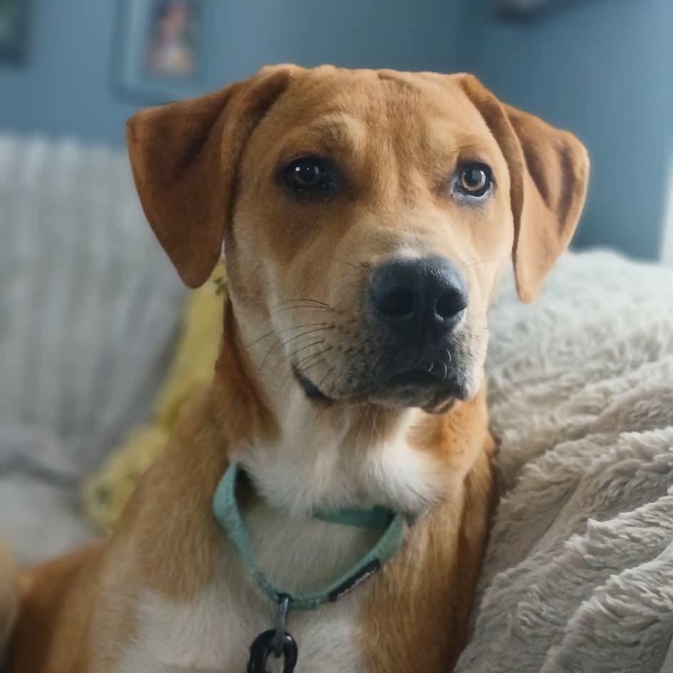 Virgo, adopted, Puppy Male Great Pyrenees & Pit Bull Terrier.