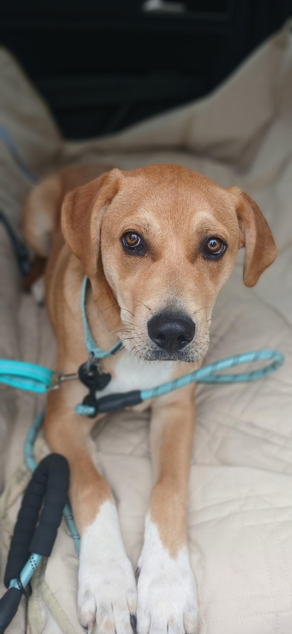 Virgo, an adopted mixed breed in Fairhaven, MA image 4/5