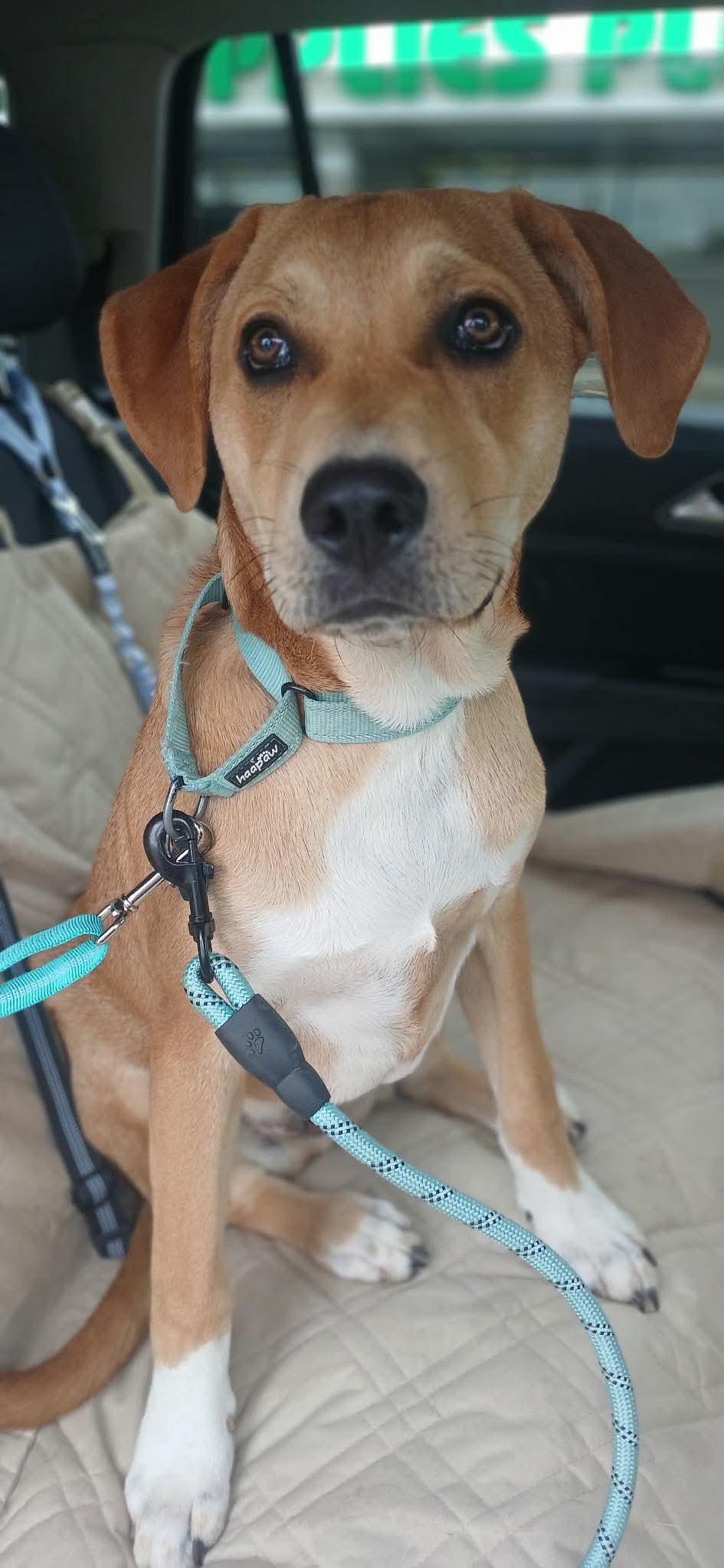 Virgo, an adopted mixed breed in Fairhaven, MA image 3/5