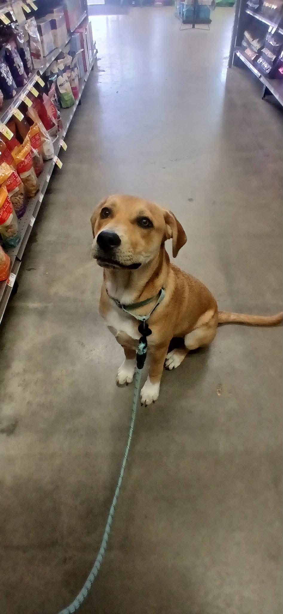 Virgo, an adopted mixed breed in Fairhaven, MA image 2/5