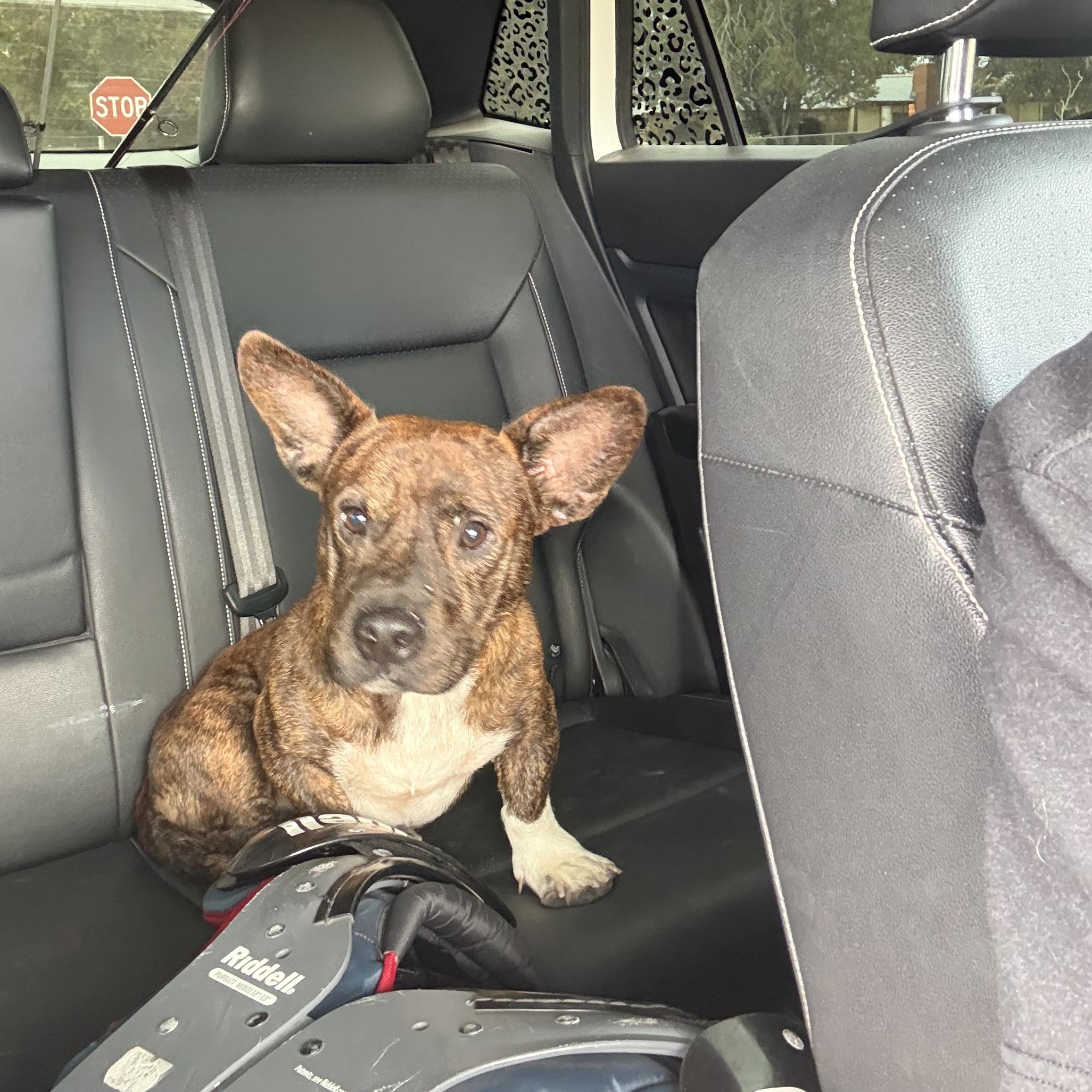 Bud, Adoptable, Young Male American Staffordshire Terrier & Corgi.