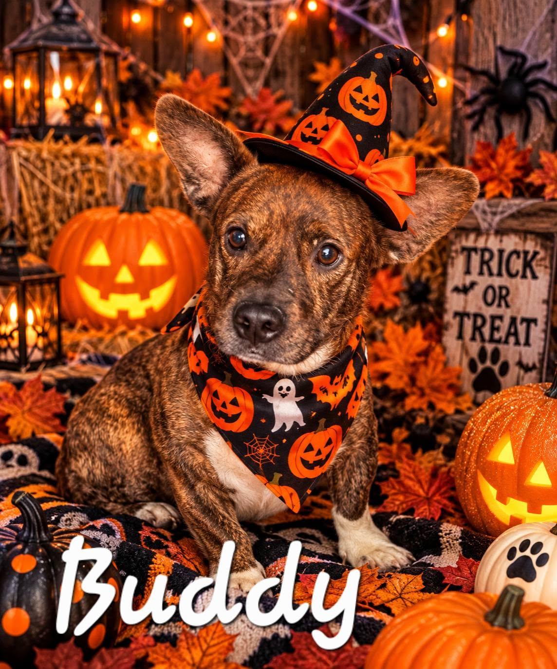 Buddy, Adopted, Young Male American Staffordshire Terrier & Corgi.
