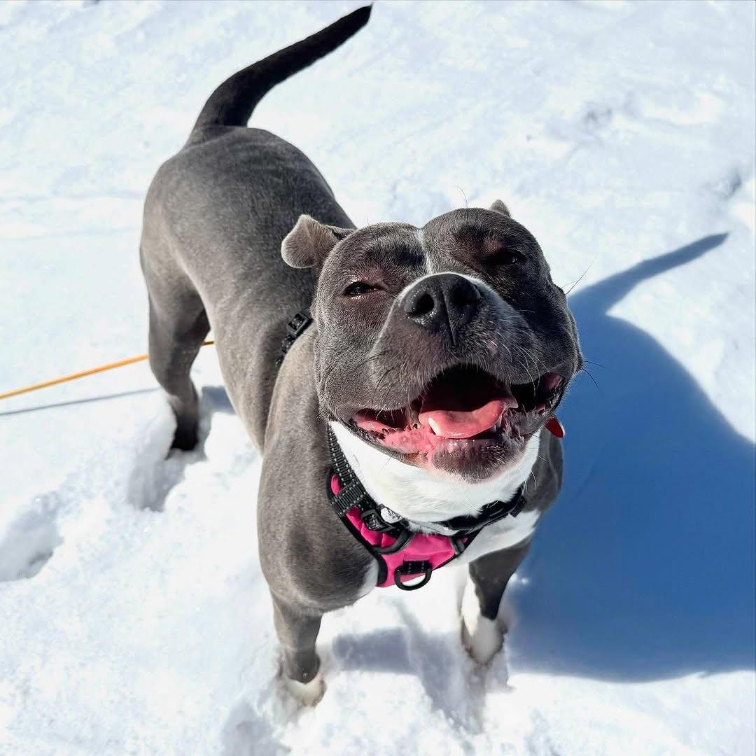 Enlarge Quincy, a Adoptable mixed breed in Detroit, MI image 2/5