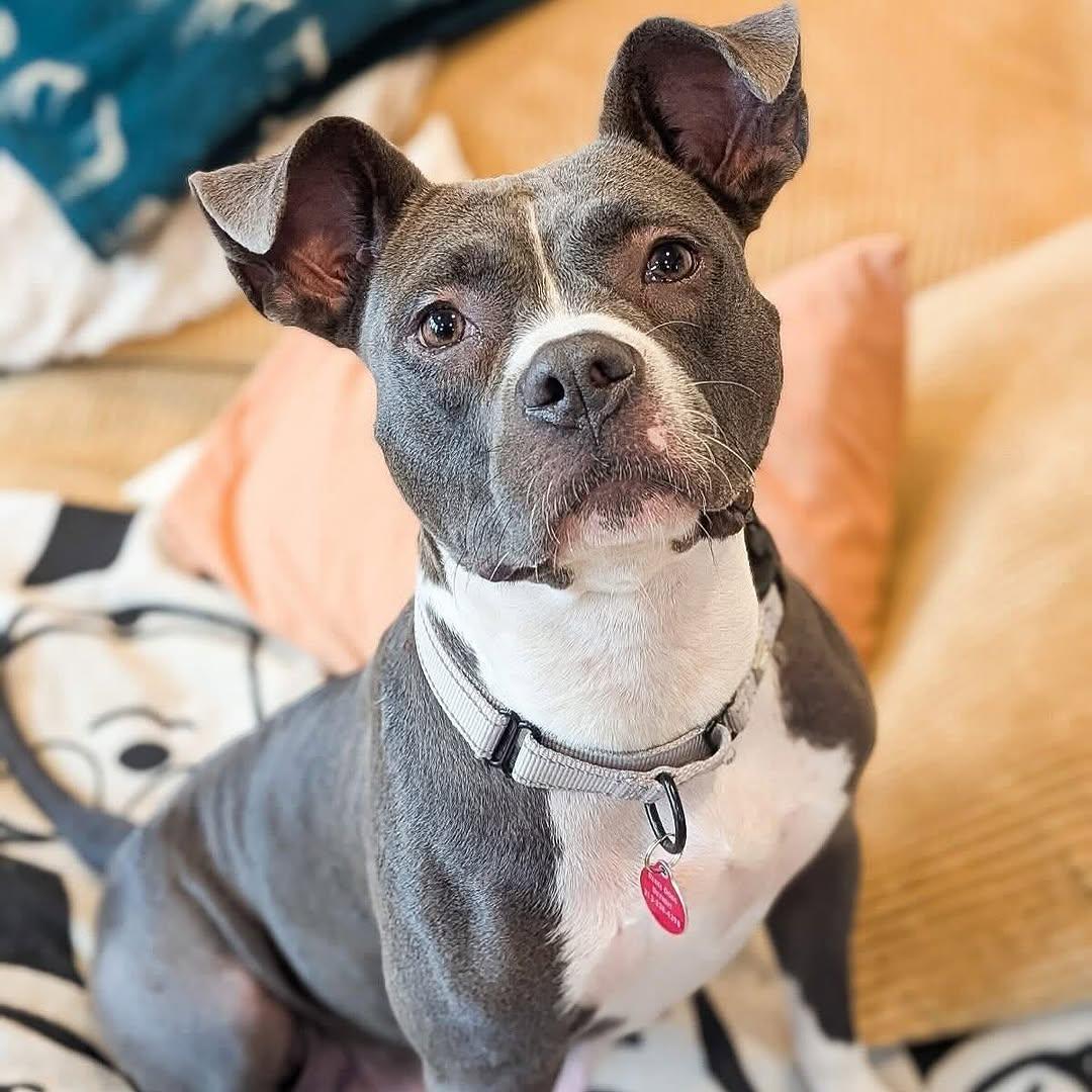 Enlarge Quincy, a Adoptable mixed breed in Detroit, MI image 3/5