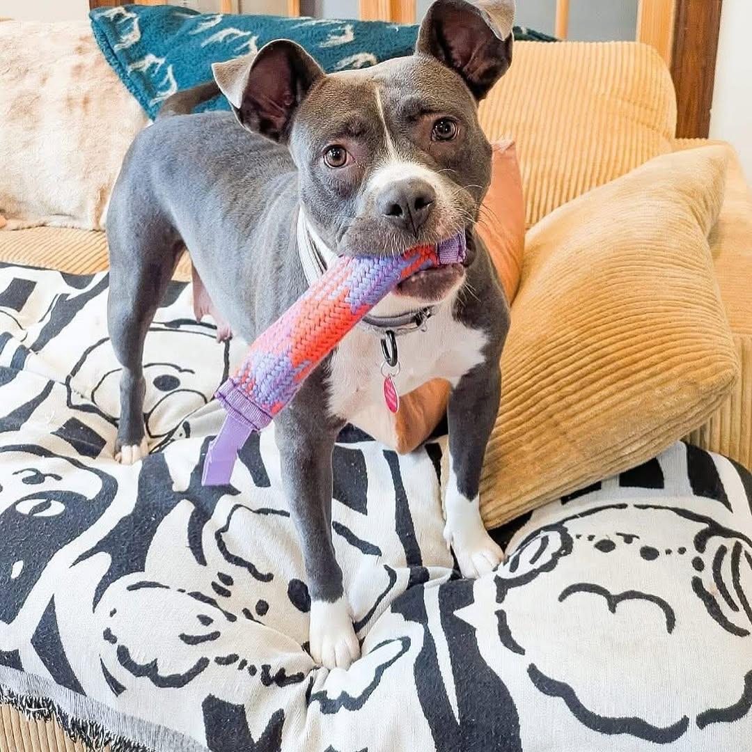 Enlarge Quincy, a Adoptable mixed breed in Detroit, MI image 4/5