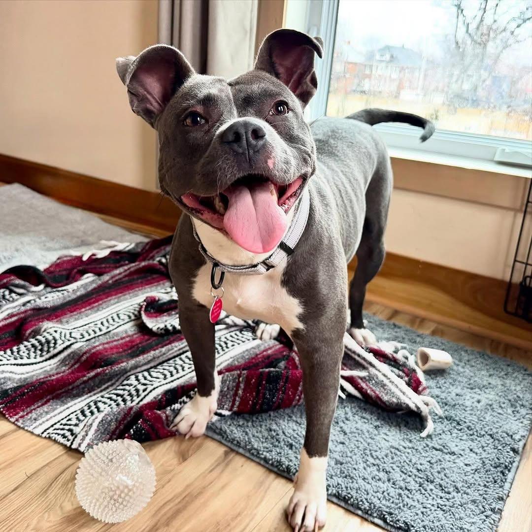 Quincy, Adoptable, Young Female Pit Bull Terrier & American Staffordshire Terrier.