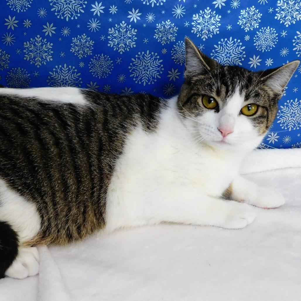 Mary, Adoptable, Young Female Domestic Short Hair.