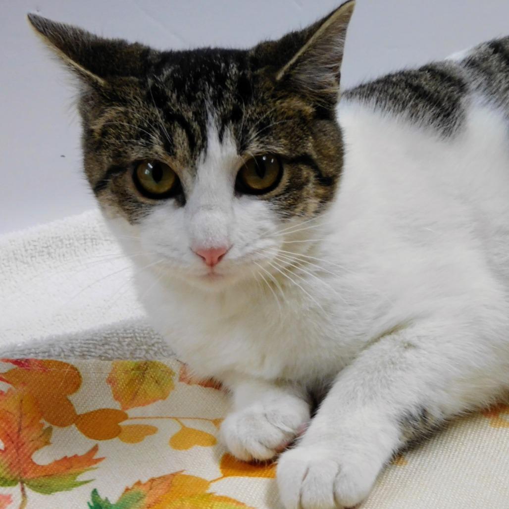 Enlarge Mary, a Adoptable Domestic Short Hair in Canton, IL image 2/6