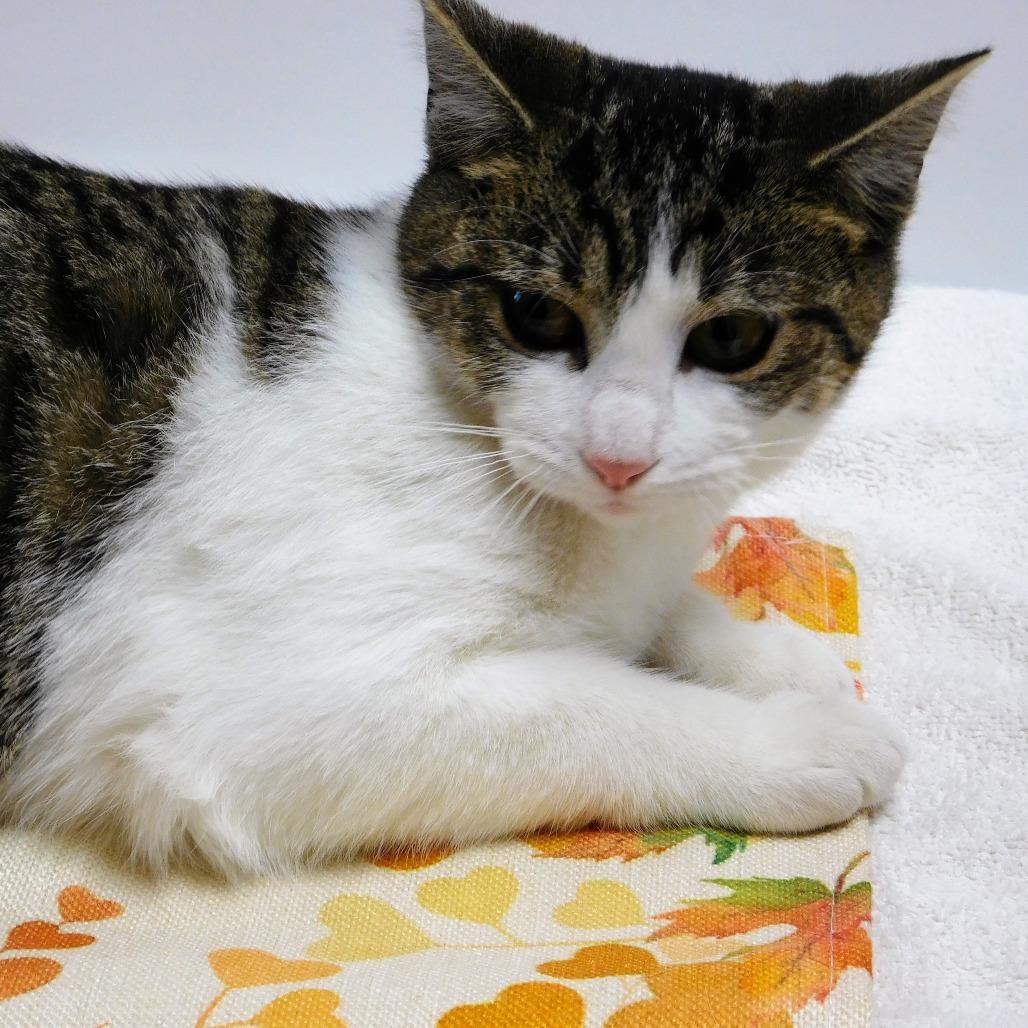 Enlarge Mary, a Adoptable Domestic Short Hair in Canton, IL image 3/6