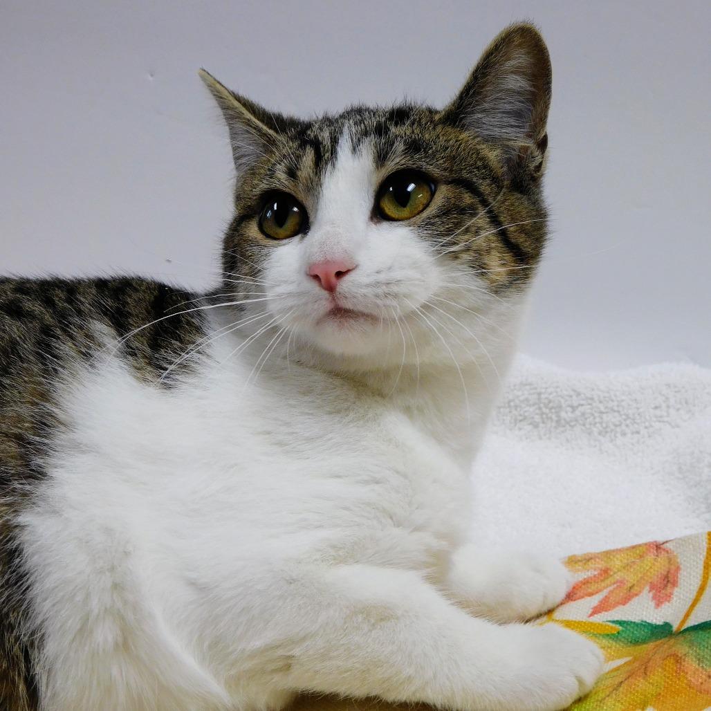 Enlarge Mary, a Adoptable Domestic Short Hair in Canton, IL image 5/6