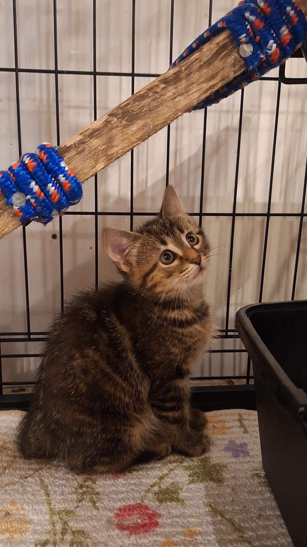 Enlarge Betty and Bo, a ADOPTABLE Domestic Short Hair in BUTLER, PA image 5/6