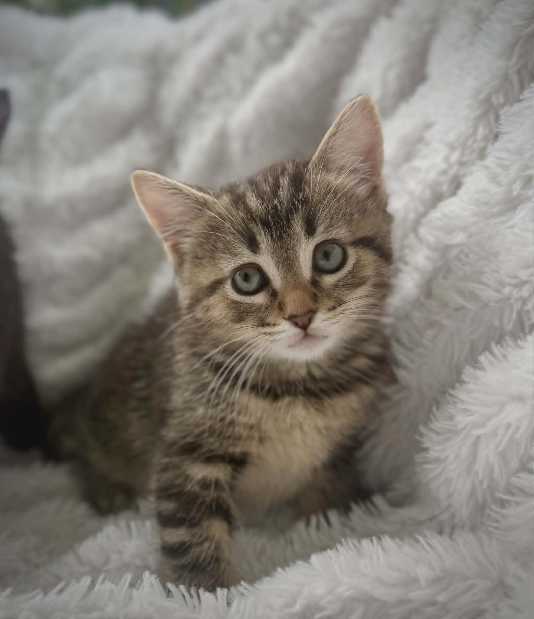 Enlarge Betty and Bo, a ADOPTABLE Domestic Short Hair in BUTLER, PA image 4/6