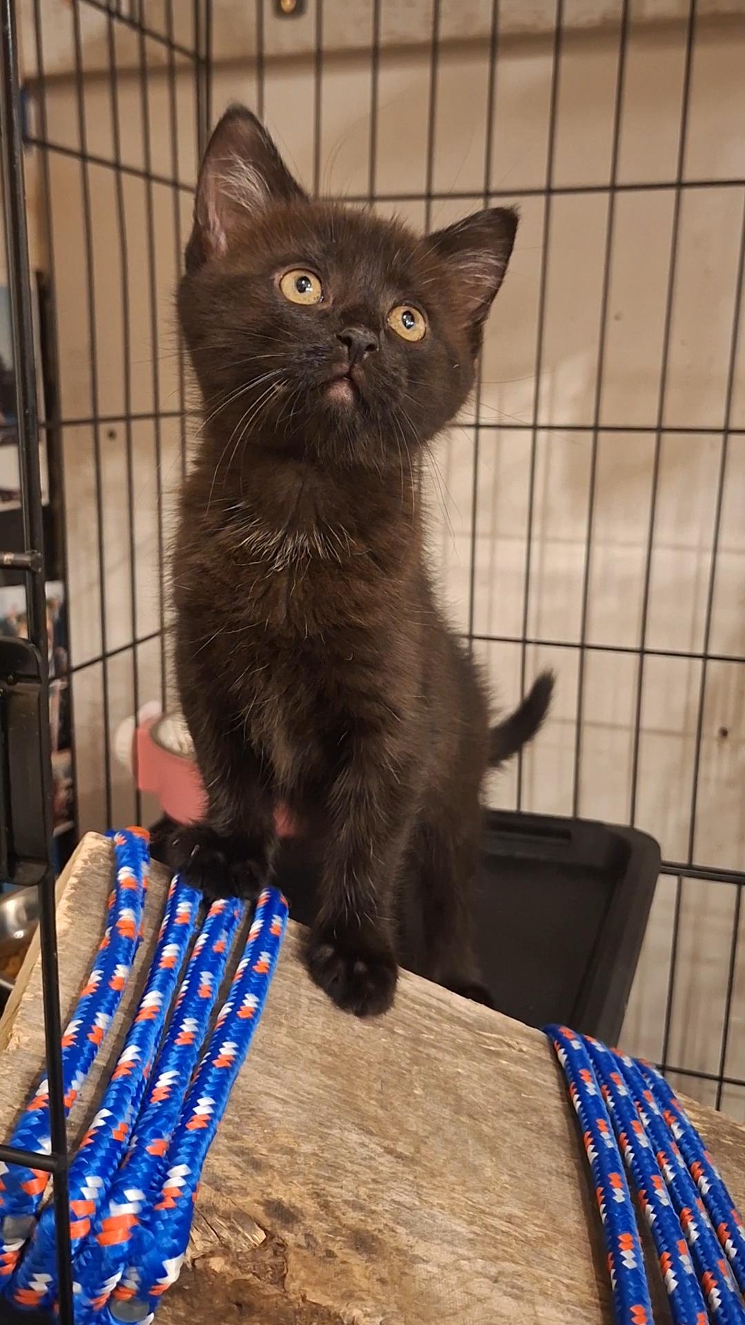 Enlarge Betty and Bo, a ADOPTABLE Domestic Short Hair in BUTLER, PA image 6/6