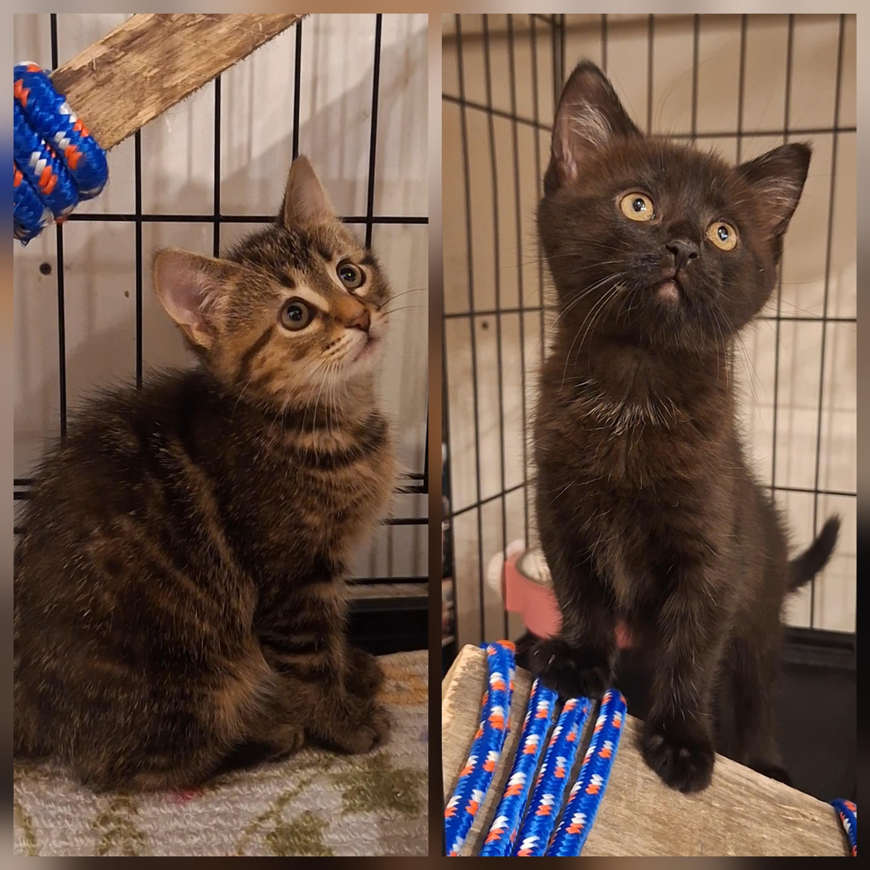 Betty and Bo, ADOPTABLE, Kitten Male Domestic Short Hair.