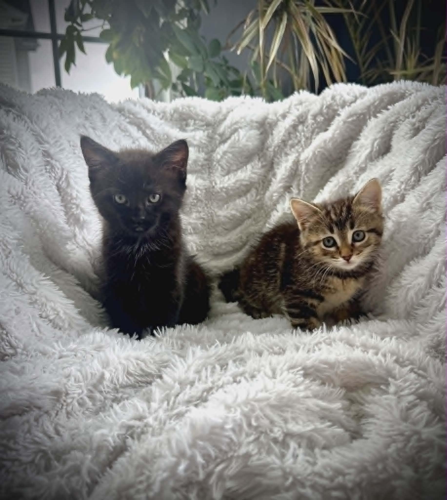 Enlarge Betty and Bo, a ADOPTABLE Domestic Short Hair in BUTLER, PA image 2/6