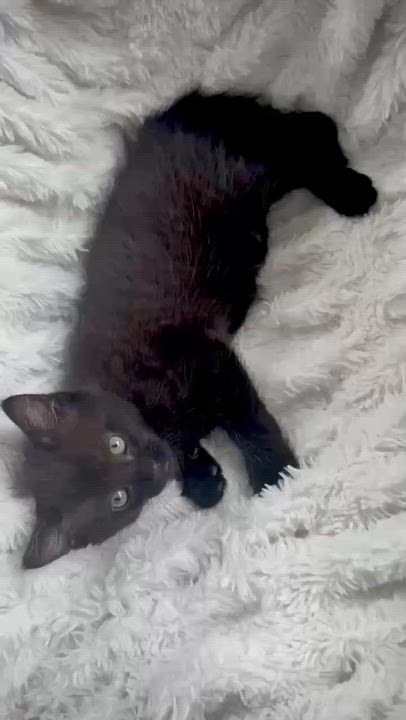 Enlarge Betty and Bo, a ADOPTABLE Domestic Short Hair in BUTLER, PA video 3/6