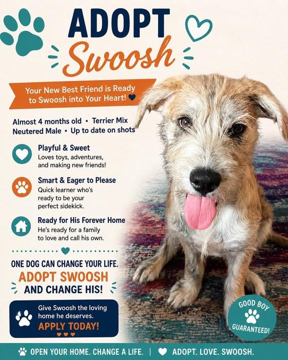 Swoosh, an adopted Wirehaired Terrier in Pensacola, FL image 4/4
