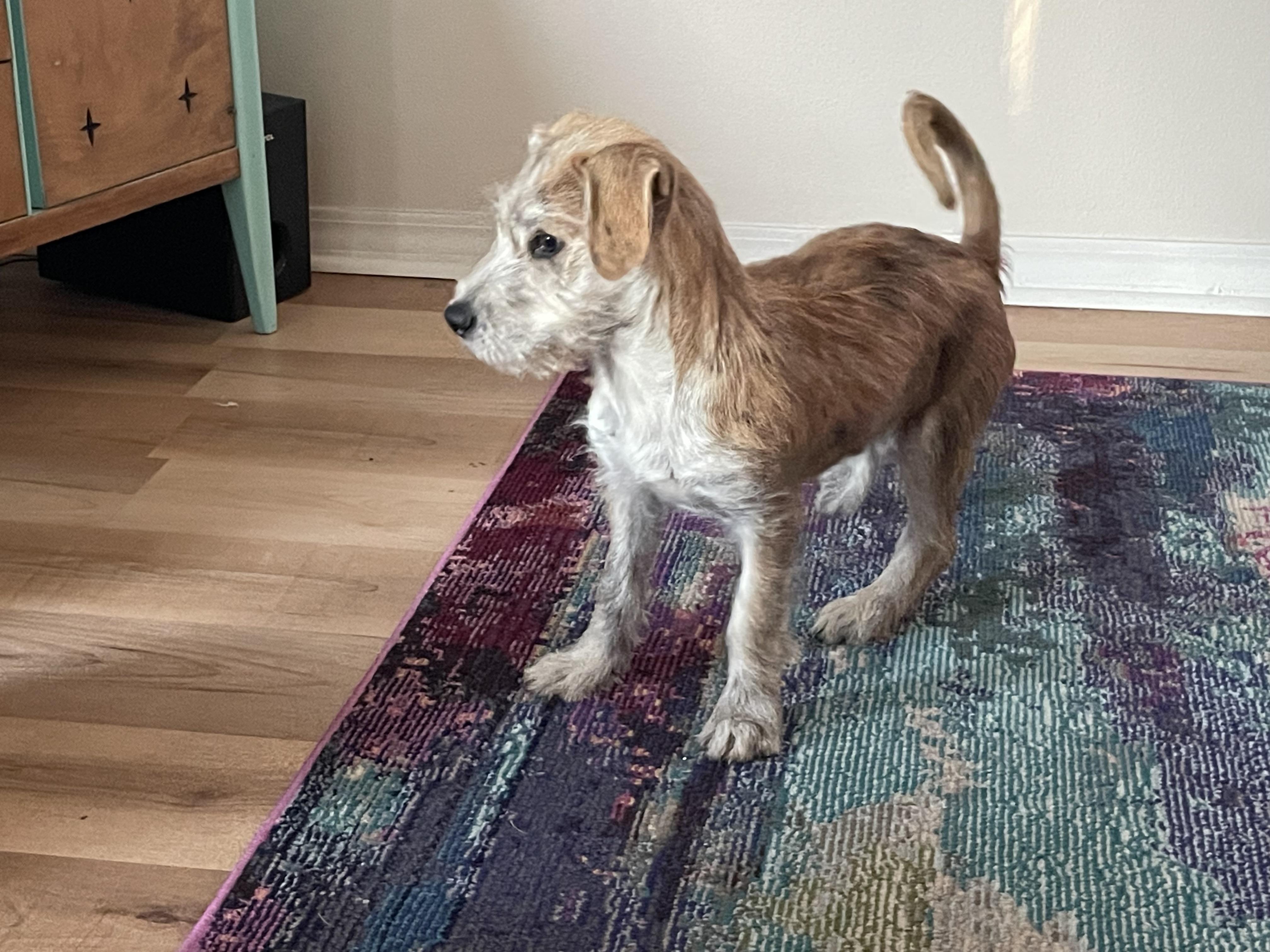 Swoosh, an adopted Wirehaired Terrier in Pensacola, FL image 2/4