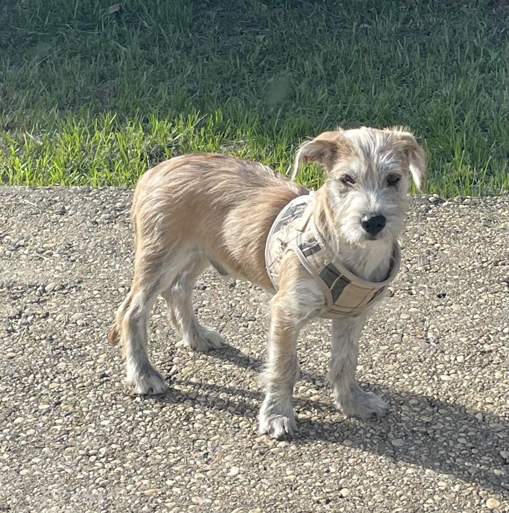 Swoosh, an adopted Wirehaired Terrier in Pensacola, FL image 1/4