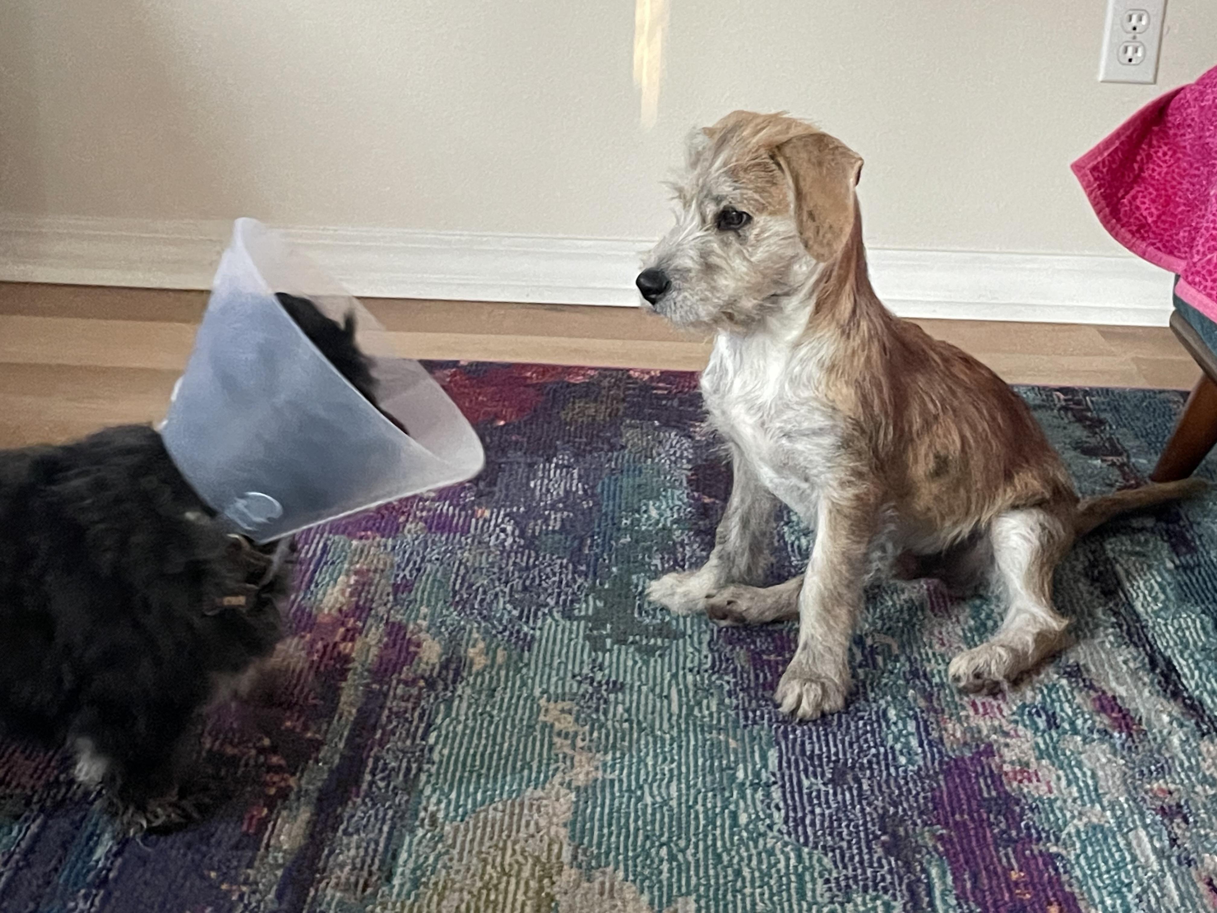 Swoosh, an adopted Wirehaired Terrier in Pensacola, FL image 3/4
